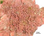 3 – Talli su Lithophyllum stictiforme (Areschoug) Hauck